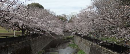祖師谷公園s.jpg